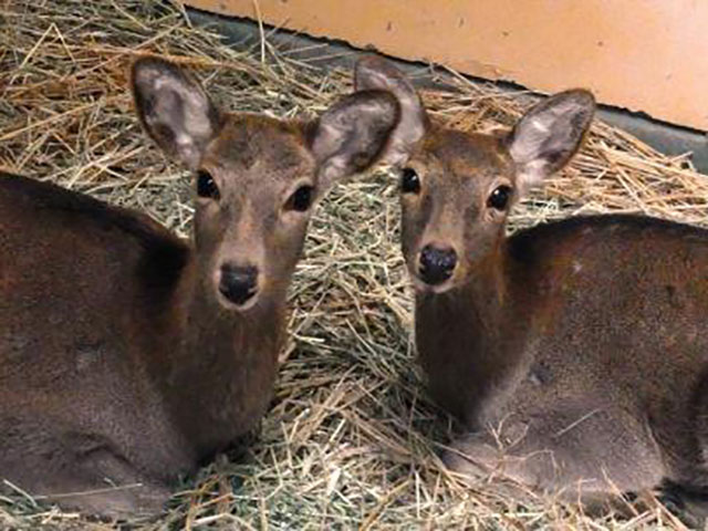 金沢動物園