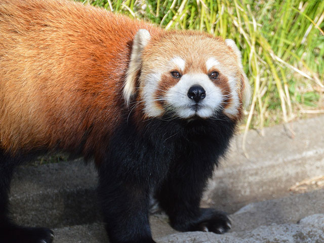 野毛山動物園